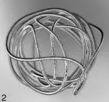 Cardiology and Implantable Devices (CID)