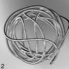 Cardiology and Implantable Devices (CID)